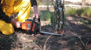 Best Pest Control for Lawns  in Pflugerville, TX