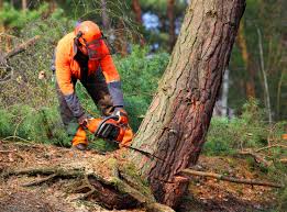Best Tree Mulching  in Pflugerville, TX