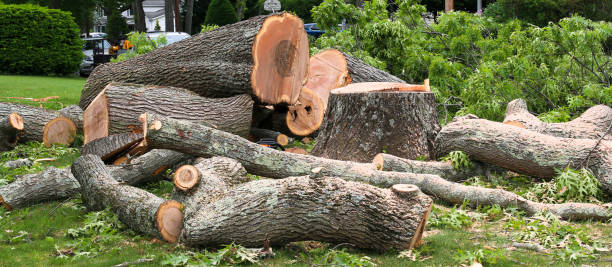 Best Lawn Maintenance Plans  in Pflugerville, TX