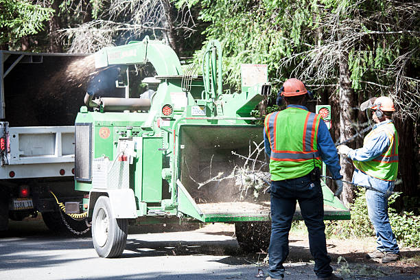  Pflugerville, TX Tree Care Pros