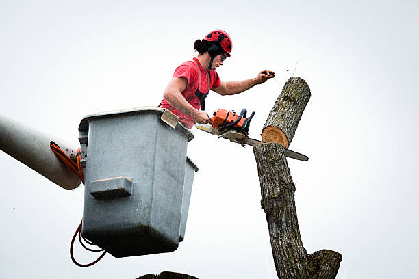 How Our Tree Care Process Works  in  Pflugerville, TX